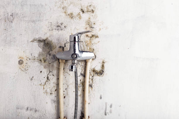 Best Mold Removal Near Me  in Brownlee Park, MI