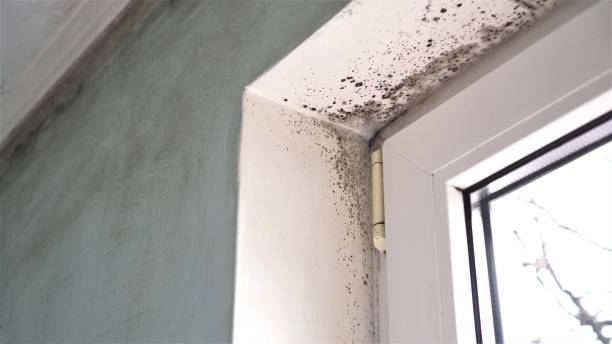 Best Mold Removal Process  in Brownlee Park, MI