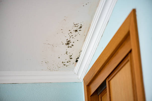 Best Mold Testing  in Brownlee Park, MI
