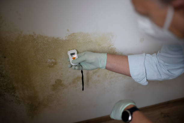 Best Home Mold Removal  in Brownlee Park, MI