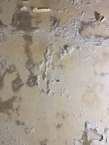 Best Local Mold Removal Service  in Brownlee Park, MI