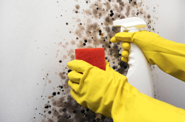 Best Home Mold Removal  in Brownlee Park, MI