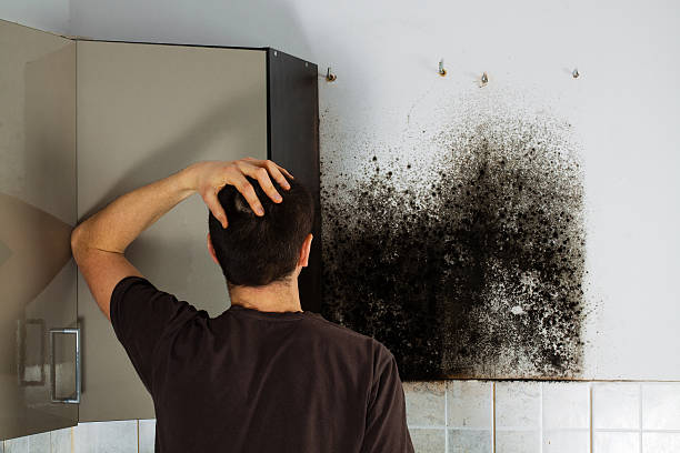 Best Office Mold Removal Services  in Brownlee Park, MI