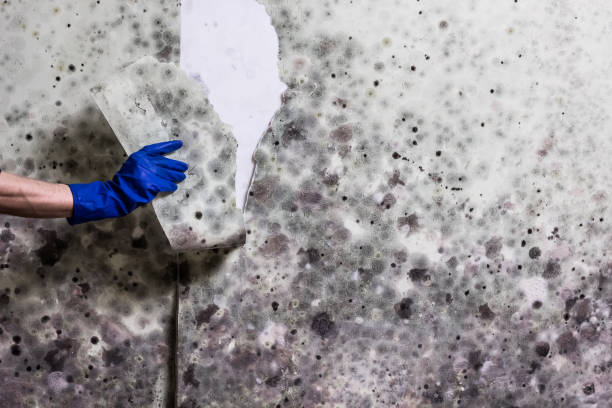Best Mold Removal Company Near Me  in Brownlee Park, MI