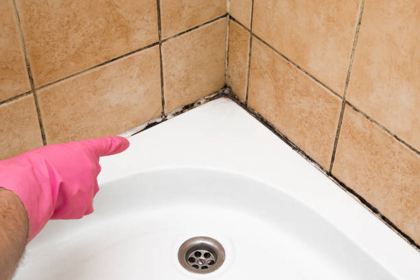 Best Mold Damage Repair  in Brownlee Park, MI