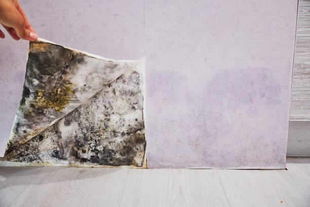 Attic Mold Removal in Brownlee Park, MI